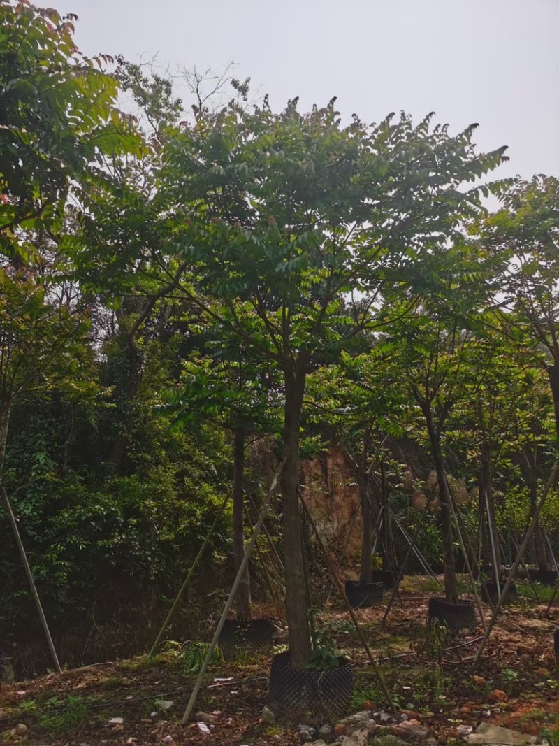 麻楝基地直销规格齐全欢迎老板来电咨询合作