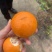沃柑