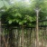 大叶紫薇基地直销规格齐全欢迎老板来电咨询合作