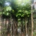 大叶紫薇基地直销规格齐全欢迎老板来电咨询合作