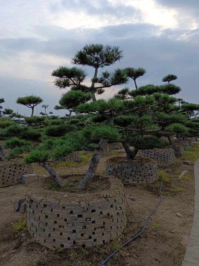 油松，黑松造型