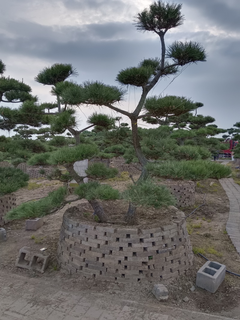 油松，黑松造型