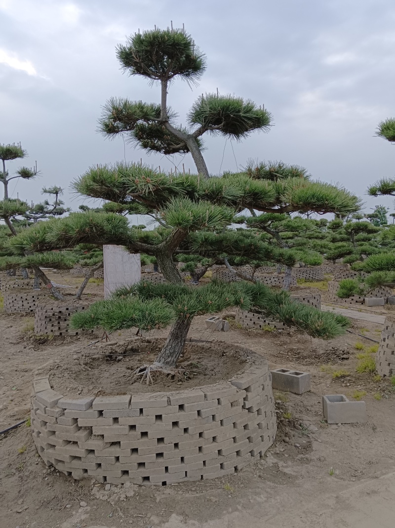 油松，黑松造型