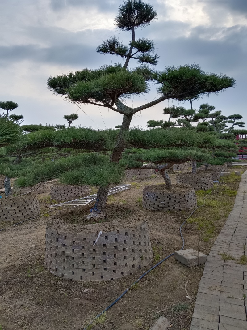 油松，黑松造型