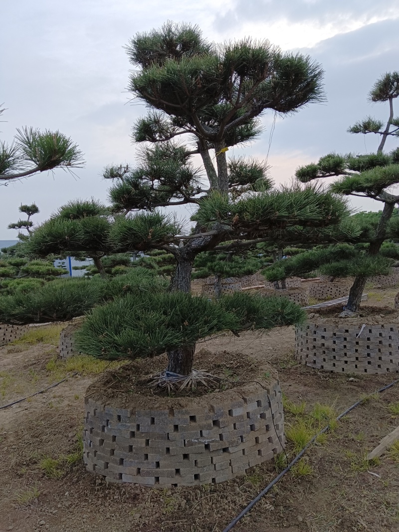 油松，黑松造型