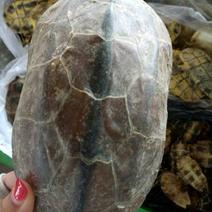 龟甲龟壳国产够含量上板一公斤起包邮