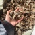 厚朴川朴睿佑堂批发厚朴实物拍摄厚朴无杂质