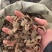 厚朴川朴睿佑堂批发厚朴实物拍摄厚朴无杂质