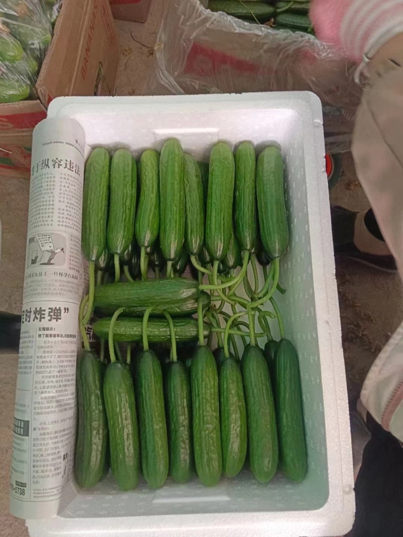 水果黄瓜各种规格提供包装一件代发全国发货包售后坏瓜包赔