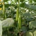 水果黄瓜各种规格提供包装一件代发全国发货包售后坏瓜包赔