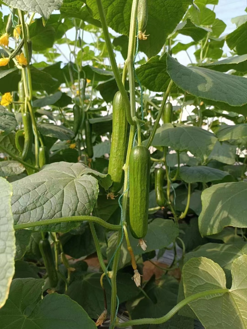 水果黄瓜各种规格提供包装一件代发全国发货包售后坏瓜包赔