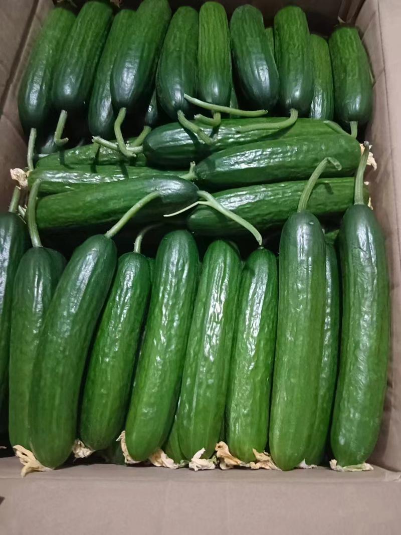 水果黄瓜各种规格提供包装一件代发全国发货包售后坏瓜包赔