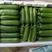 水果黄瓜各种规格提供包装一件代发全国发货包售后坏瓜包赔