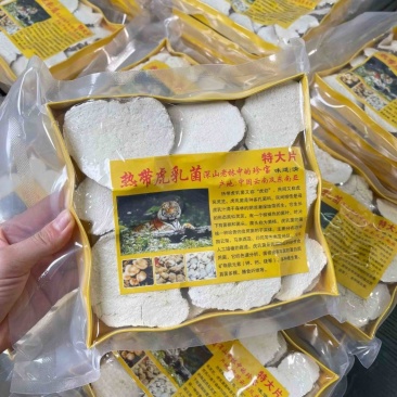 虎乳菌虎乳灵芝煲汤干货品质保证真空盒装虎奶片250g