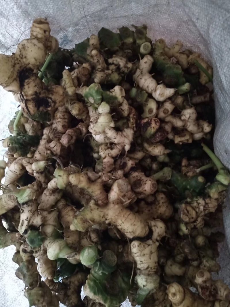 精选广西野生黄精/多花姜形甜黄精/九蒸九晒黄精/老虎姜