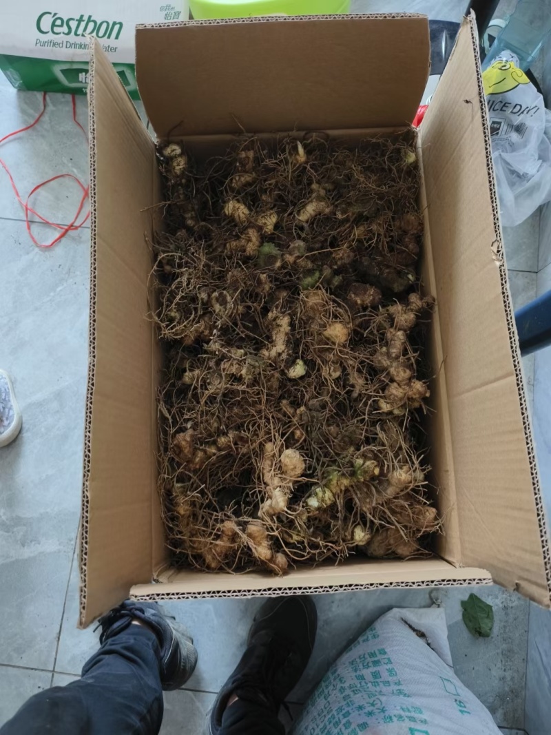 精选广西野生黄精/多花姜形甜黄精/九蒸九晒黄精/老虎姜