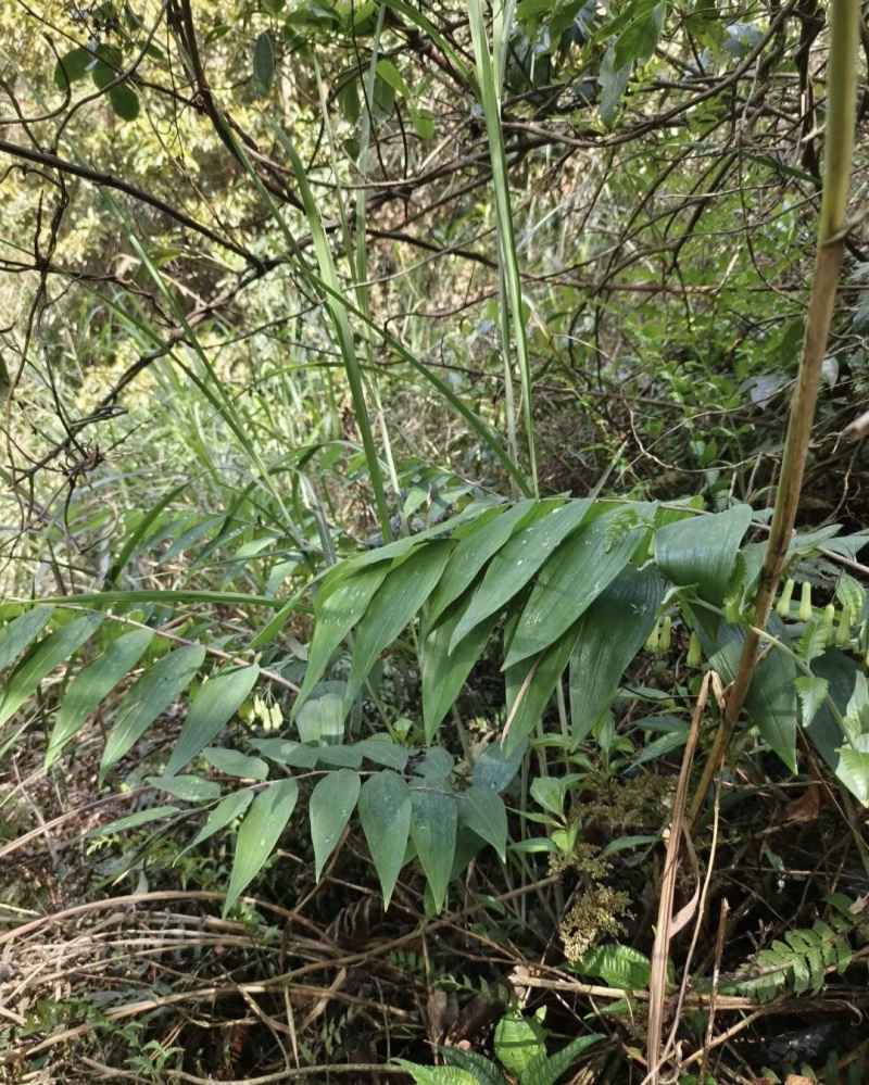 精选广西野生黄精/多花姜形甜黄精/九蒸九晒黄精/老虎姜