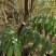 精选广西野生黄精/多花姜形甜黄精/九蒸九晒黄精/老虎姜