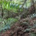 精选广西野生黄精/多花姜形甜黄精/九蒸九晒黄精/老虎姜
