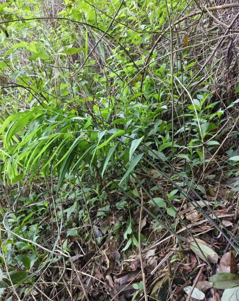 精选广西野生黄精/多花姜形甜黄精/九蒸九晒黄精/老虎姜