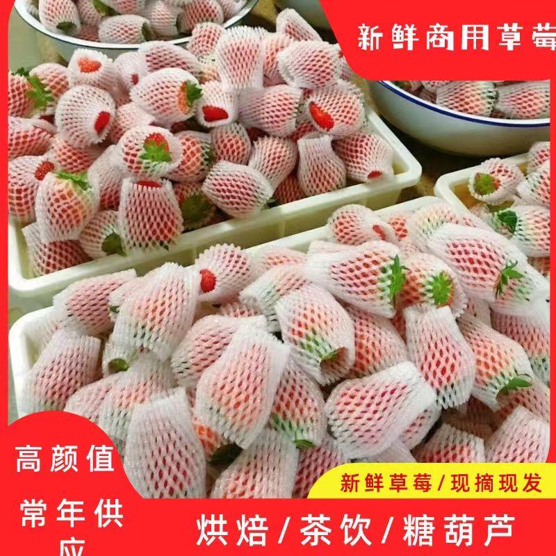 云南四季草莓