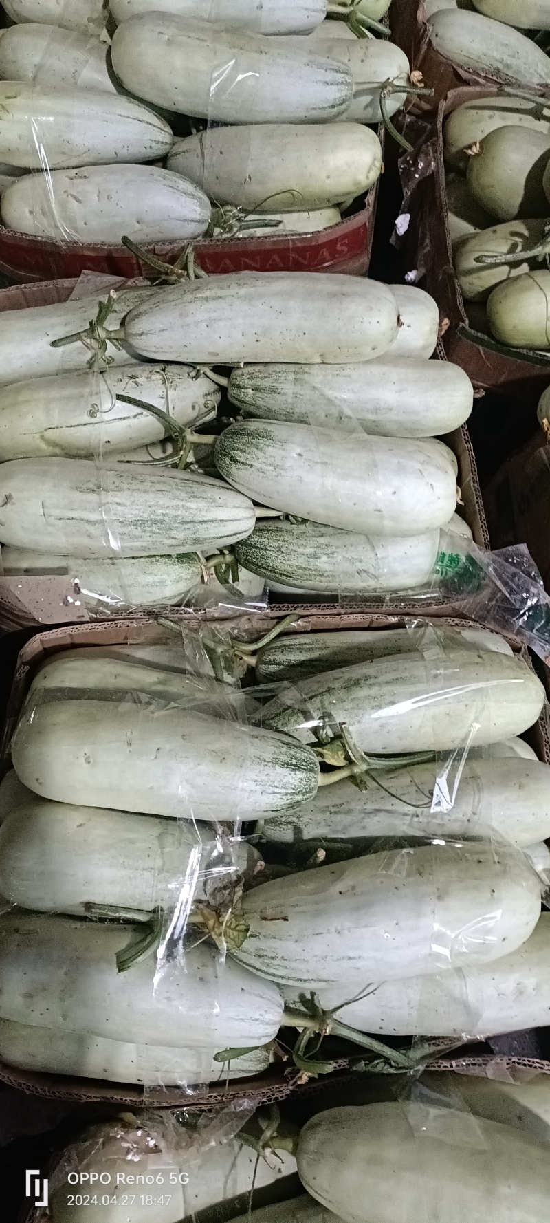 河南内黄博洋甜瓜质量保证全国发货承接各大平台。