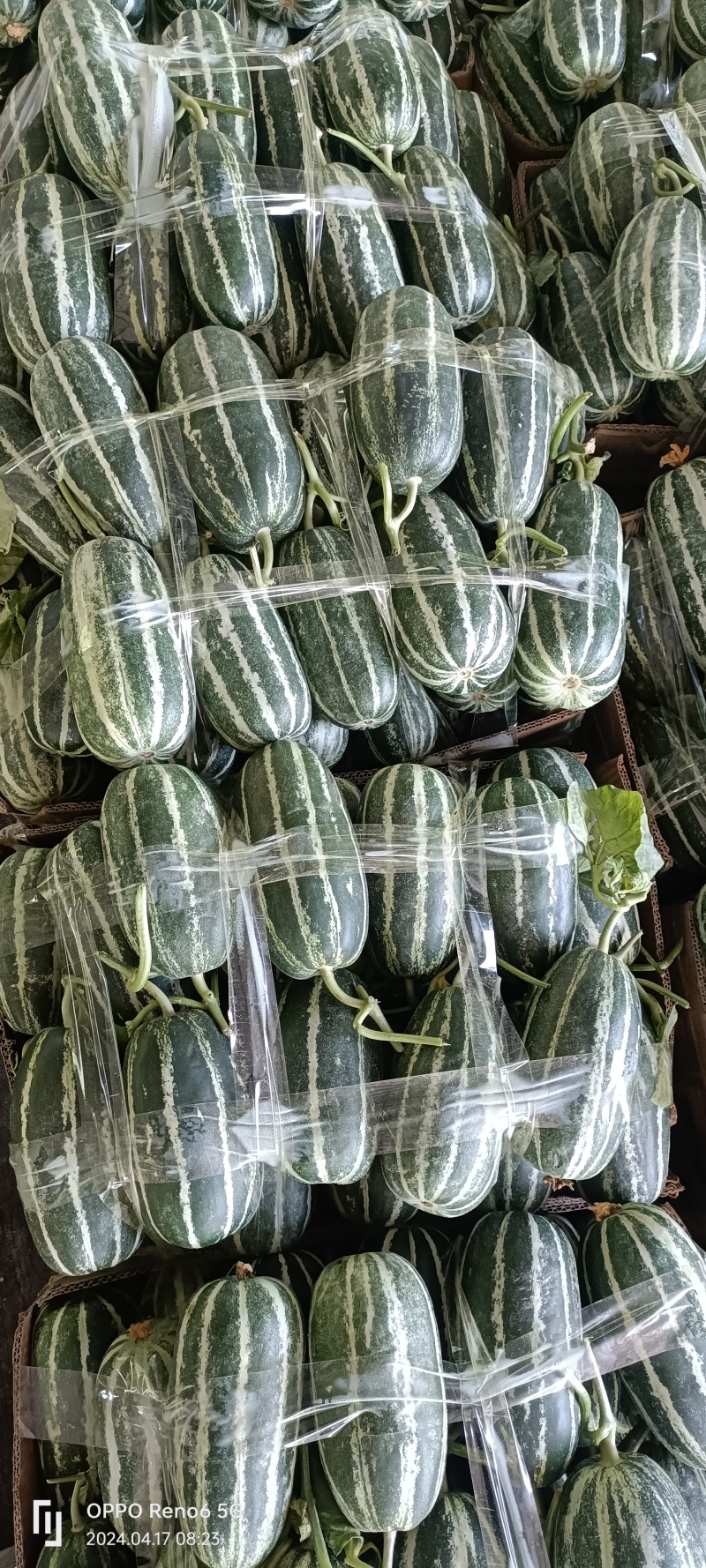 河南内黄博洋甜瓜质量保证全国发货承接各大平台。