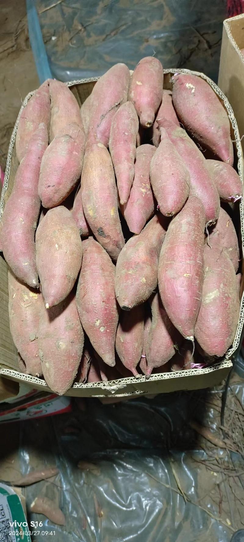 【济薯26红薯】产地新鲜供应，量大从优，欢迎致电洽谈
