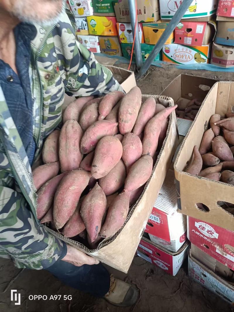 【济薯26红薯】产地新鲜供应，量大从优，欢迎致电洽谈