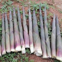 贵州水竹笋每天可供一吨以上