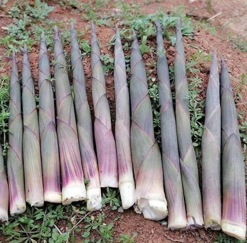 贵州水竹笋每天可供一吨以上