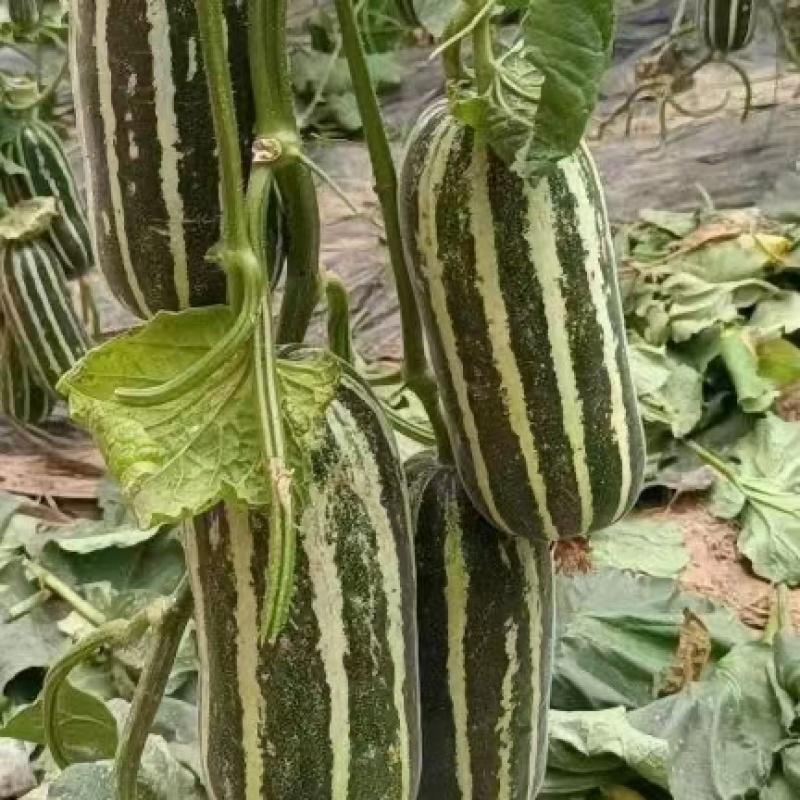 大荔博洋九号甜瓜大量上市，欢迎前来采购