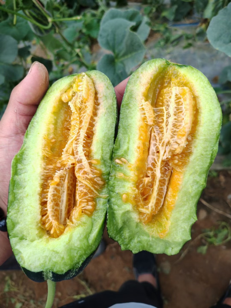 大荔博洋九号甜瓜大量上市，欢迎前来采购