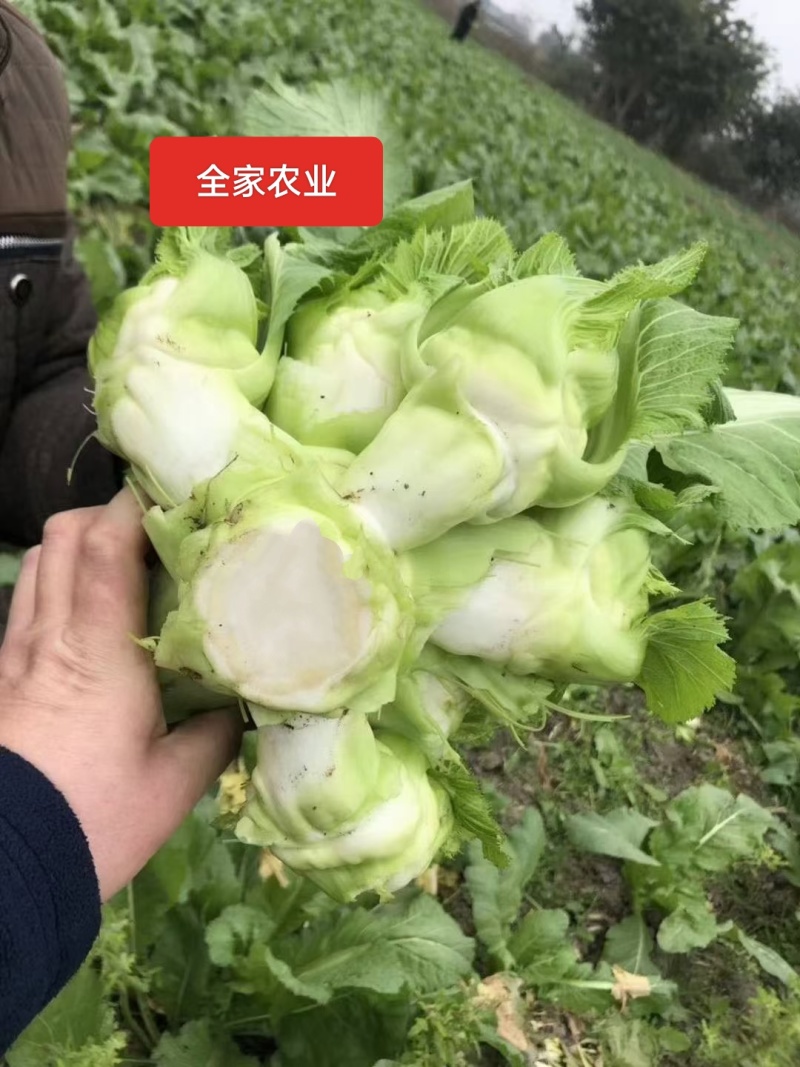 儿菜，成都儿菜，质优量大，发货速度，全国走货，产地直销