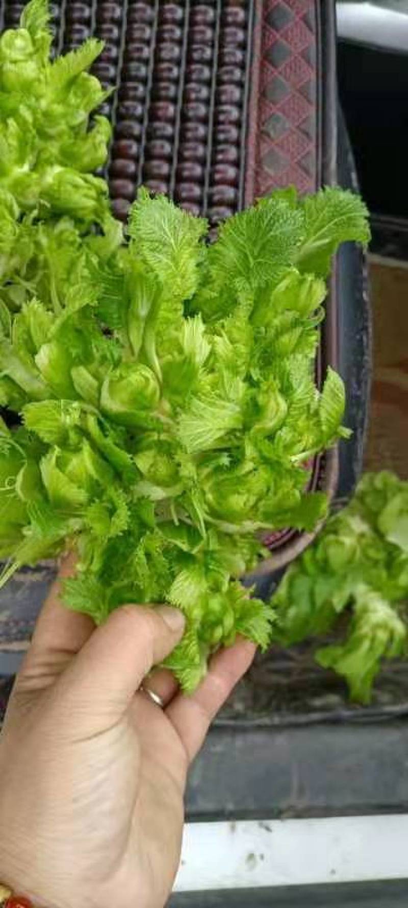 儿菜，成都儿菜，质优量大，发货速度，全国走货，产地直销
