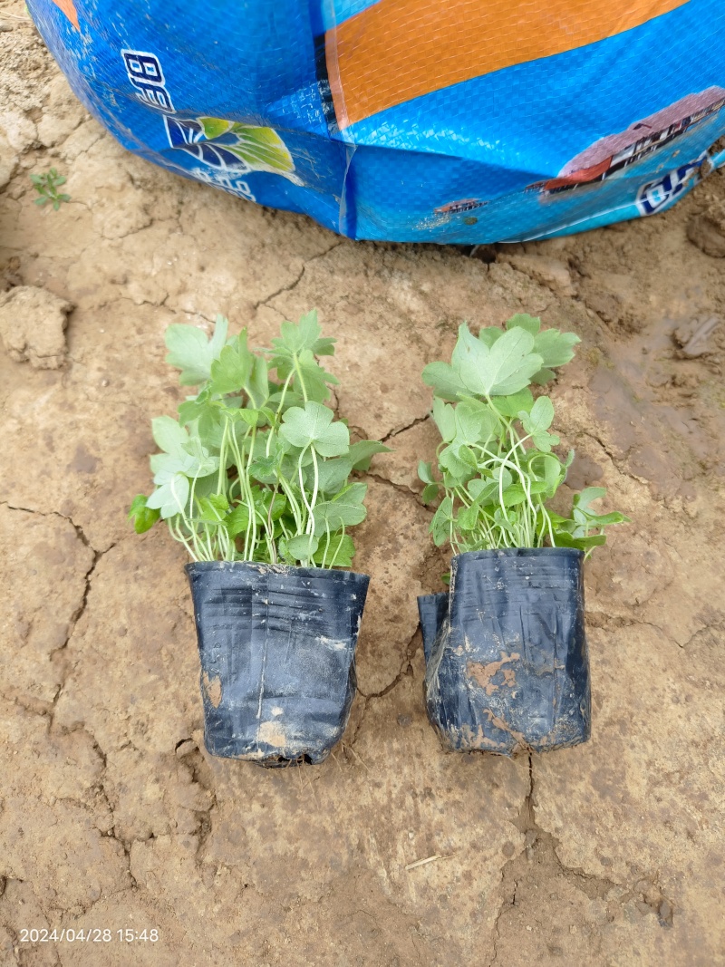 大花飞燕草，大量现貨
