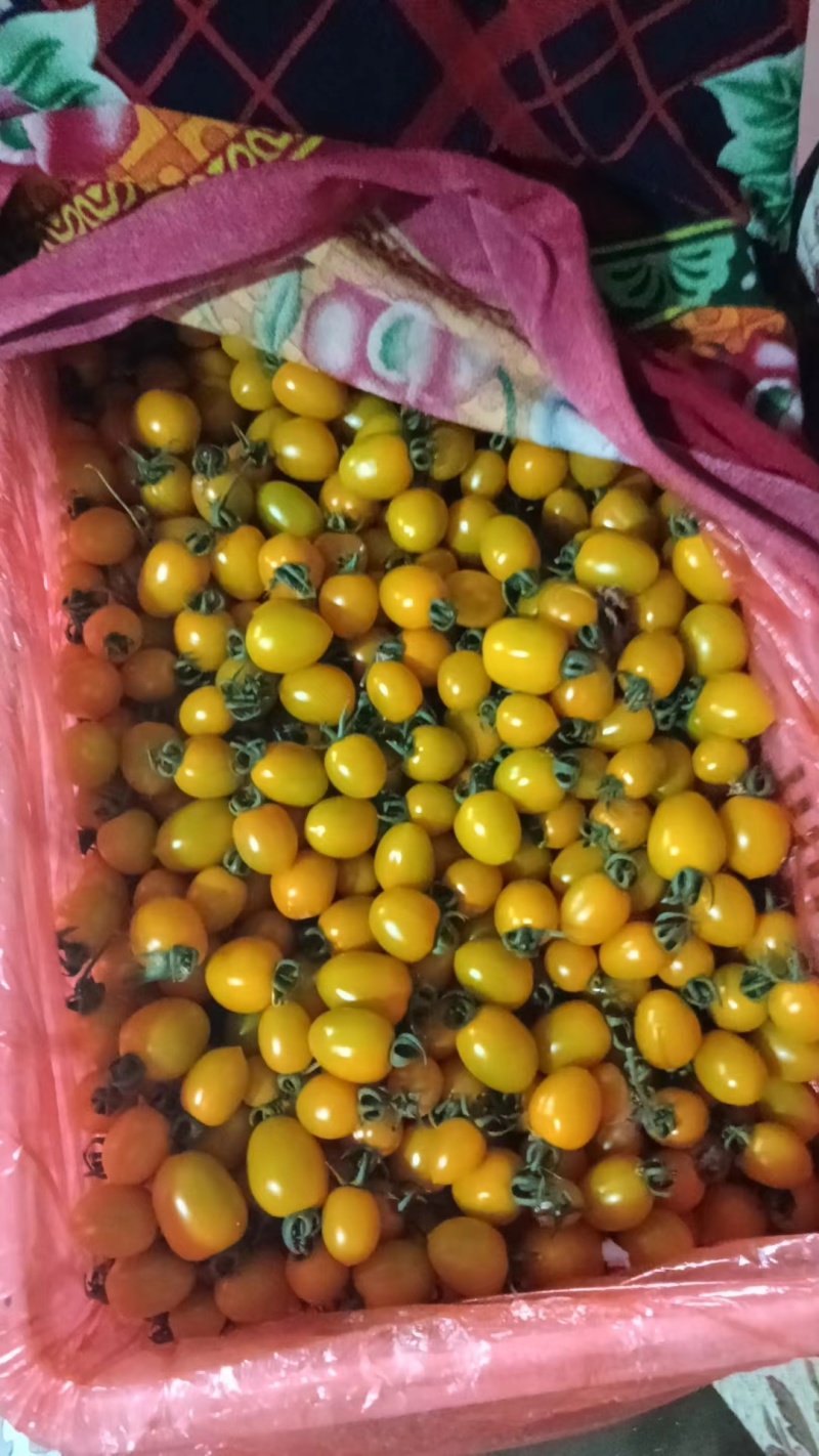 山东寿光黄色口感小番茄产地直销一手货源量大