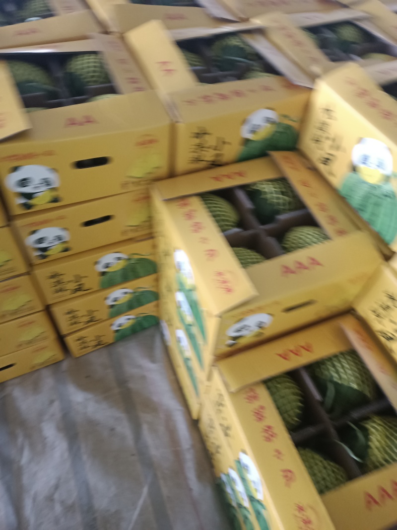 【火热预售中】精品特小凤西瓜即将大量上市中