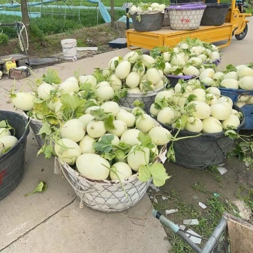 精品玉姑上市了，可一件代发