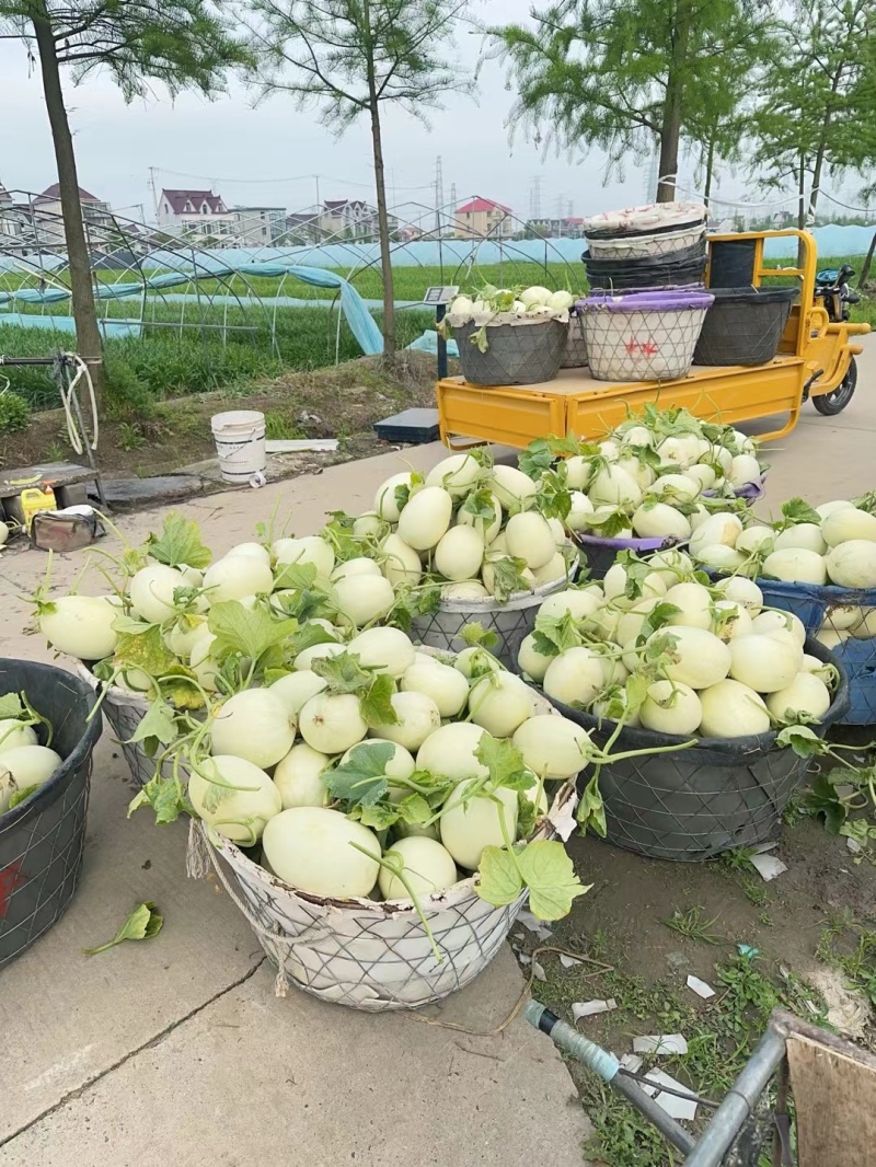 精品玉姑上市了，可一件代发