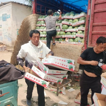 河南无籽美都西瓜产地直发一手货源接各大平台代收代发
