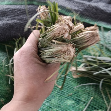 绵阳发货麦冬苗