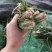 绵阳发货麦冬苗