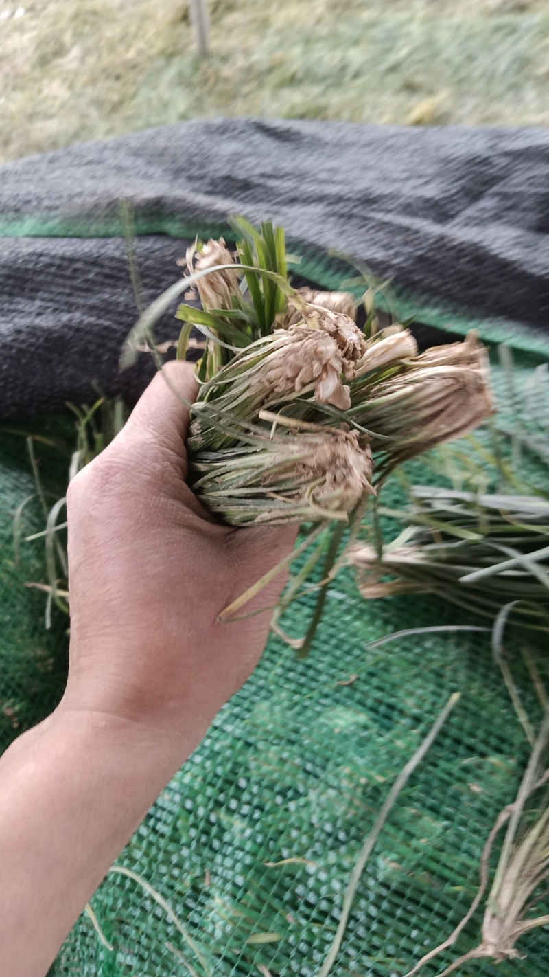 绵阳发货麦冬苗