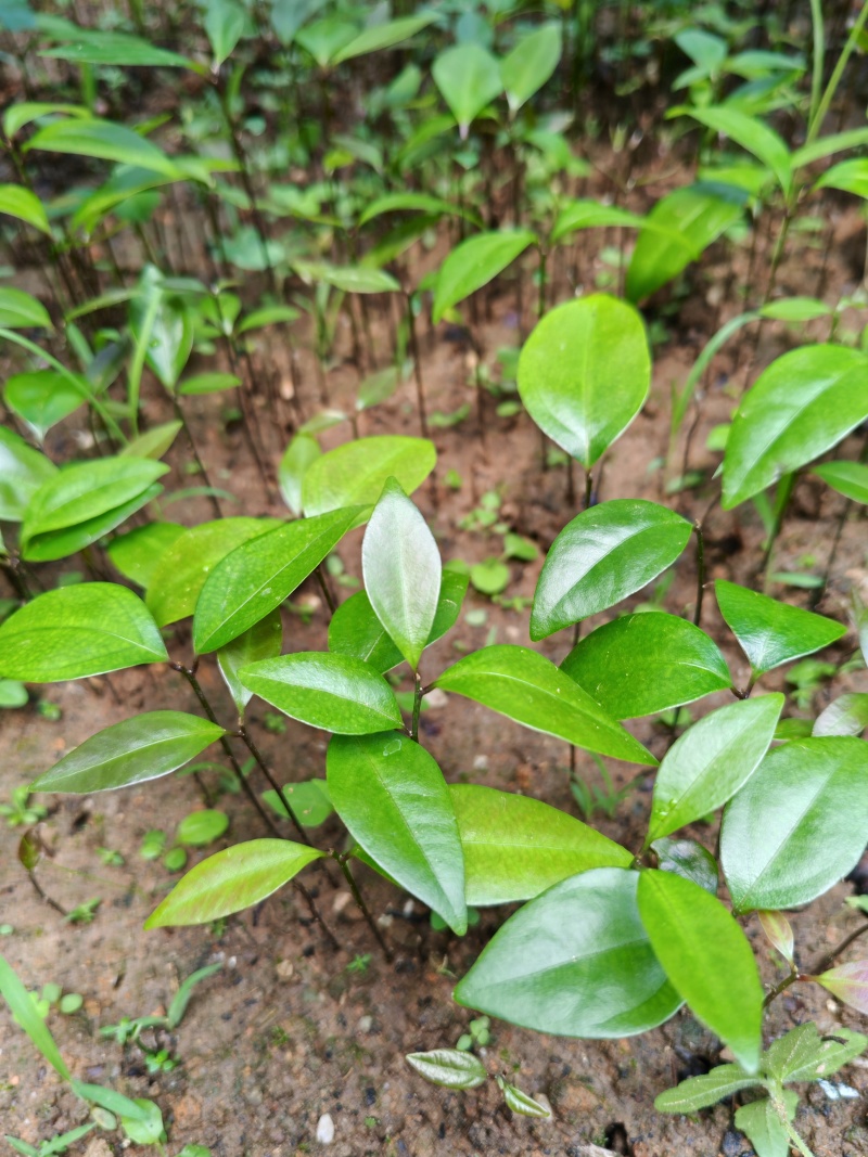 夭竺桂，（阴香）小苗，芽苗20万可以出圃了，欢迎联系