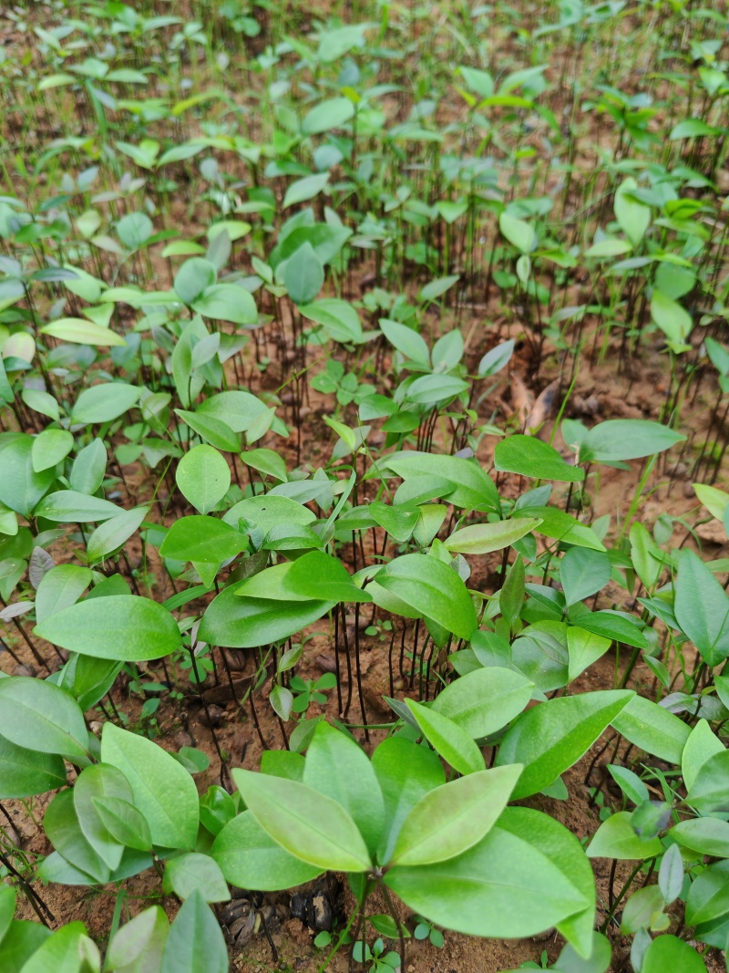 夭竺桂，（阴香）小苗，芽苗20万可以出圃了，欢迎联系