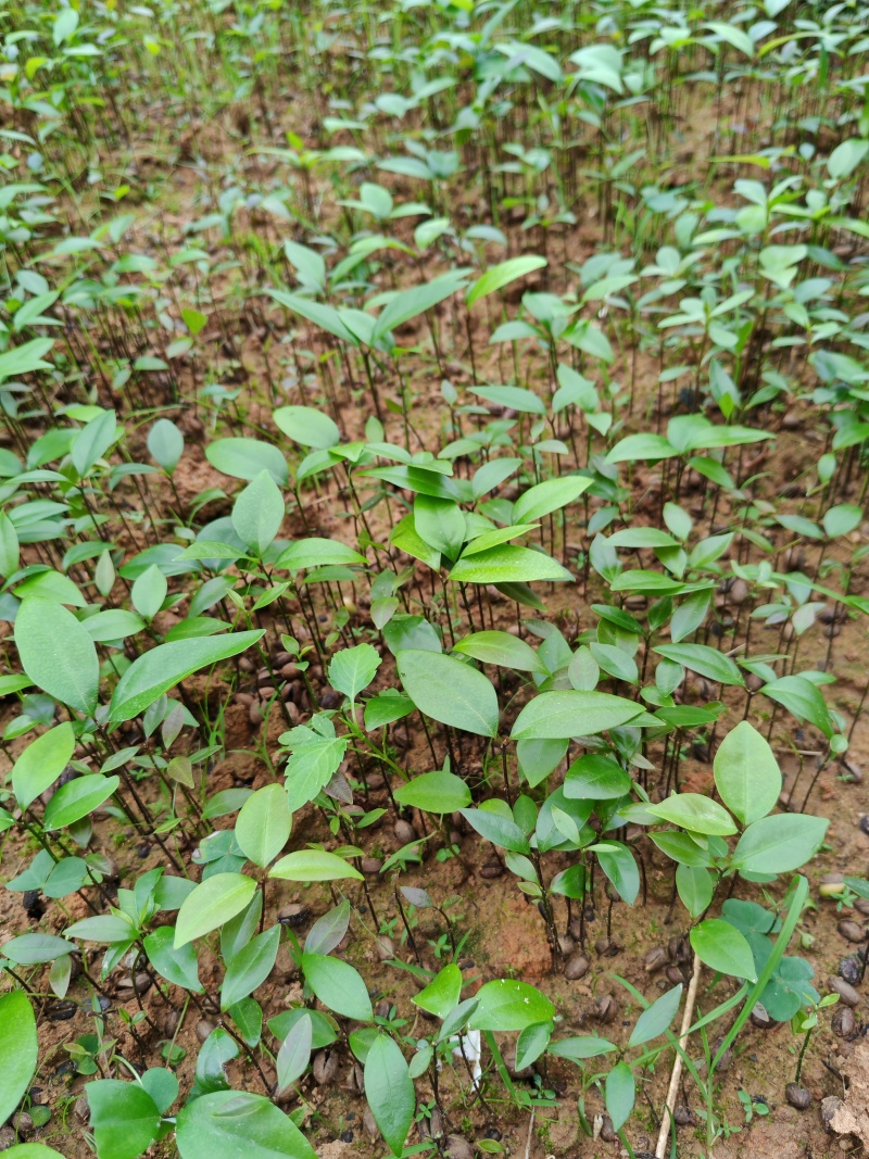 夭竺桂，（阴香）小苗，芽苗20万可以出圃了，欢迎联系