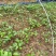 夭竺桂，（阴香）小苗，芽苗20万可以出圃了，欢迎联系