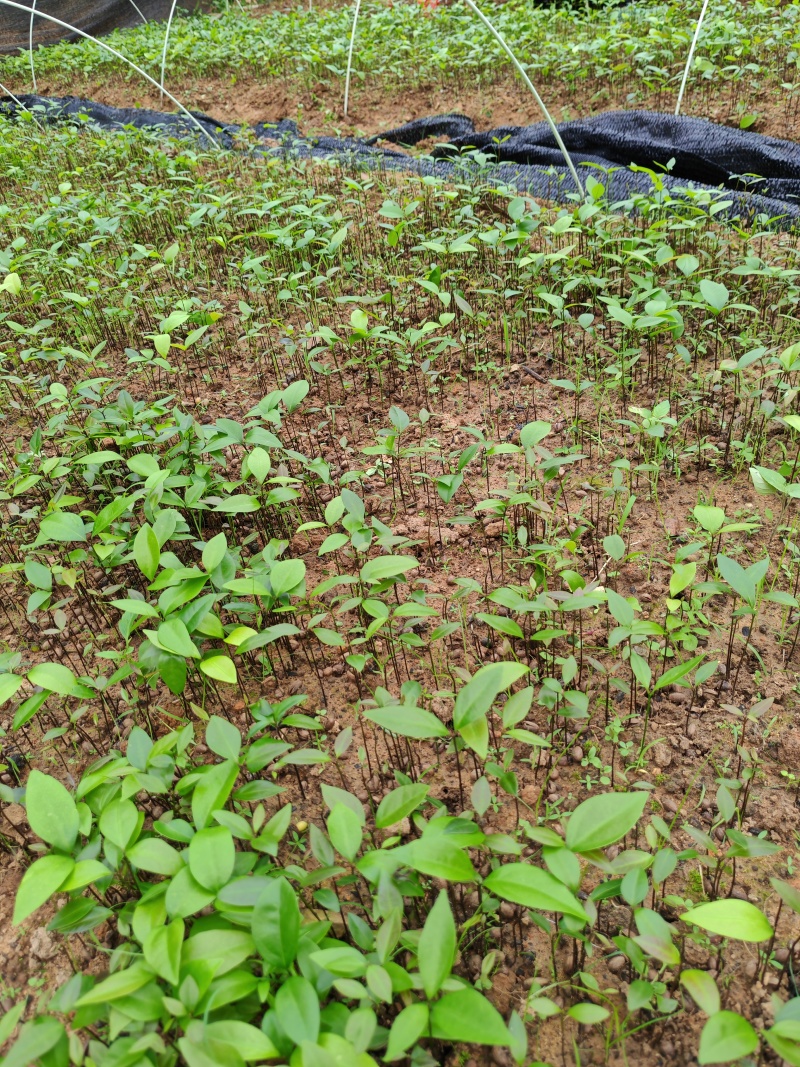 夭竺桂，（阴香）小苗，芽苗20万可以出圃了，欢迎联系