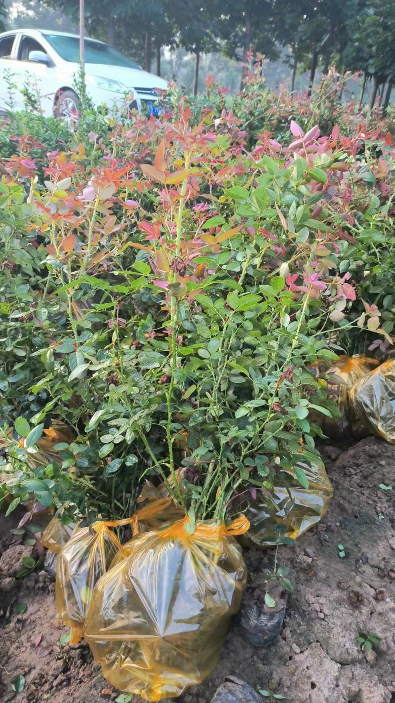 大花月季，四季玫瑰，丰花月季